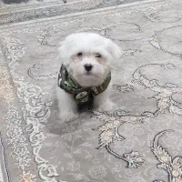 توله شیتزو تی ری