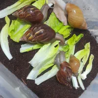 حلزون آچاتینا فولیکا