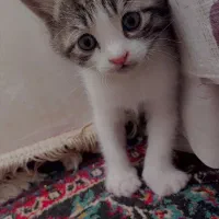 گربه|گربه|مه ولات, |دیوار