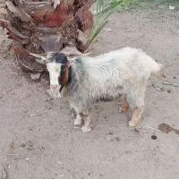 تروشت جوان قیمت مفت