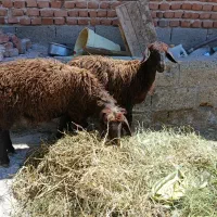 گوسفند نر و ماده (دامازلخ)