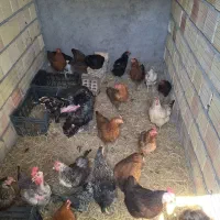 تعدا ۲۰ عدد مرغ تخم گذار محلی
