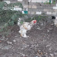 مرغ وخروس برهما