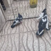کفتر ارزون
