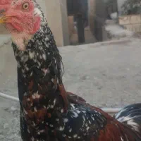 خروس ومرغ