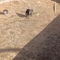 بوقلمون ماده