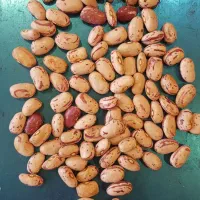 بذر لوبیا چیتی  نسل اول