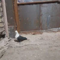 کبوتر پرشی|پرنده|نیشابور, مازول|دیوار