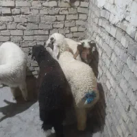 بره نر