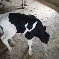 گاو  و گوساله نر هلشتاین