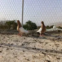 کبوتر