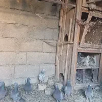 پلاکی سرور ومسافتی