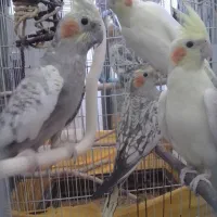 عروس هلندی
