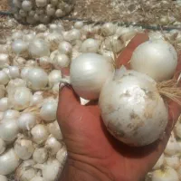 پیاز  شیری
