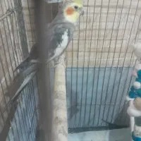 یک جفت عروسه مولد  به همراه وسیله