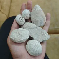 فسیل صدف کلکسیونی