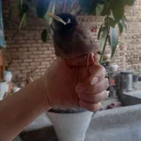 مرغ مینا بامزه و دستی