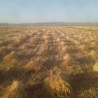 دروگر‌جهت‌برداشت‌گندم‌در‌خدمتم