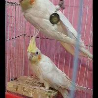 فروش جوجه هلندی