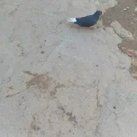 کبوتر اشعل