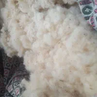 ۱۵کیلو پنبه عقیلی زده آماده دوخت