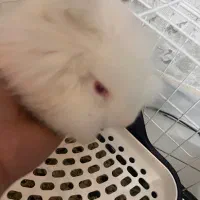 خرگوش نژاد دار چشم قرمز و زیبا