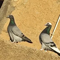 پلاکی
