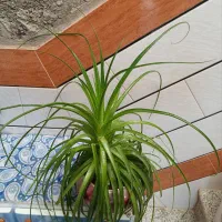 گل آپارتمانی آناناسی
