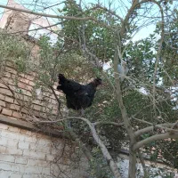 فروش مرغ وخروس محلی وزینتی درجه یک