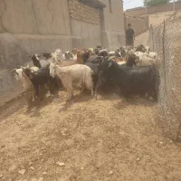 بز چاق