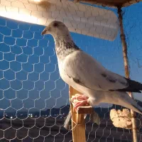 سار|پرنده|مشهد, شهرک بهارستان|دیوار