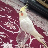 عروس هلندی لوتینو گم شده در بهار۲۶