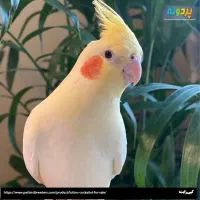 عروس هلندی پردیسان پیدا شده