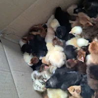 جوجه ۱۰ روزه گلپایگان ومحلی کورچشو