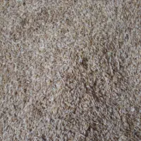 جوبزری