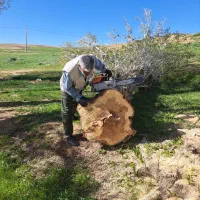 خریدار چوب صنوبر