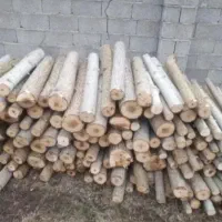 خرید فروش چوب صنوبر وجنگلی