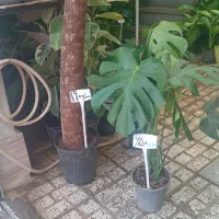 حراج گل باباادم  زیر قیمت بازار  ۲۸۰هزار