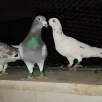 چهارتا کفتر بوم رنجر شهرستانی