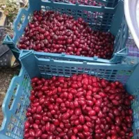 ذغال اخته طارم