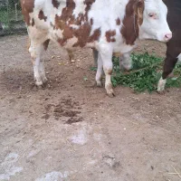 گوساله سمینتال اصیل نر