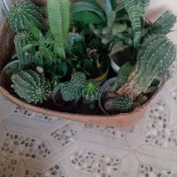 گل وگلدان