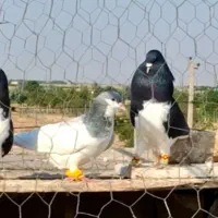 شهری سیاه نر بدونه عیب چپ سیاه نر