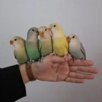 طوطی برزیلی کوتوله مرغ عشق مینا کبوتر فنچ کاسکو