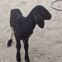 بره شیری