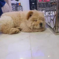 توله ۳ ماهه چاوچاو اصل واکسن زده انگل تراپی شده