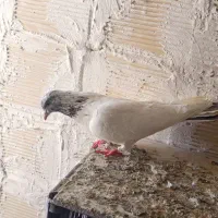 کبوتر|پرنده|سردرود, |دیوار