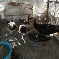 اردک اسرائیلی ۱ساله. ۳عدد