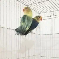 جفت مولد آماده به تخم و ماده ی تک