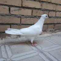 کفتر پرنده سفید طوقی